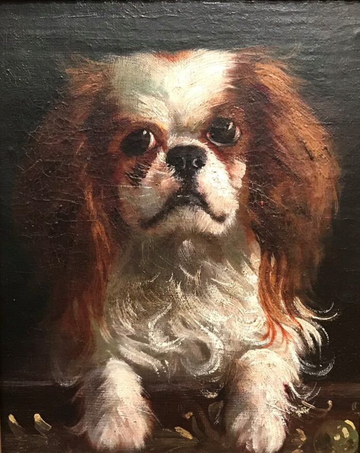 “King Charles Spaniel”